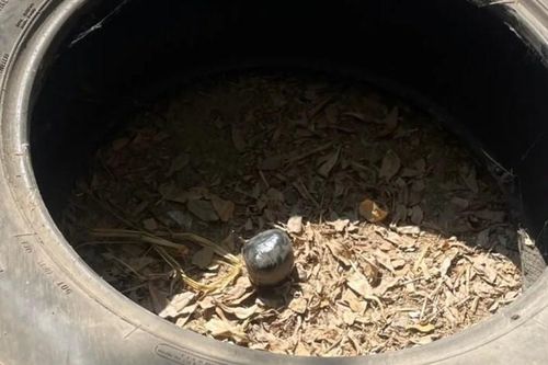 Chú chó tha 'quả bóng' về nhà, chủ hoảng sợ khi phát hiện sự thật