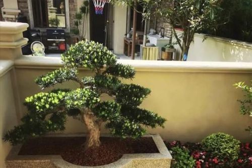 Nhìn phòng khách của người giàu có thể không có các loài hoa khác, nhưng 'ba loài này' không thể thiếu!