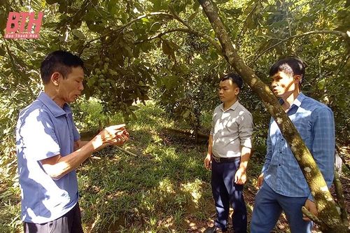 Kinh tế nông, lâm nghiệp mở hướng phát triển bền vững