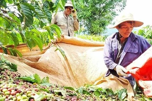 Chuyện 'mùa đỏ' ở Buôn Mê