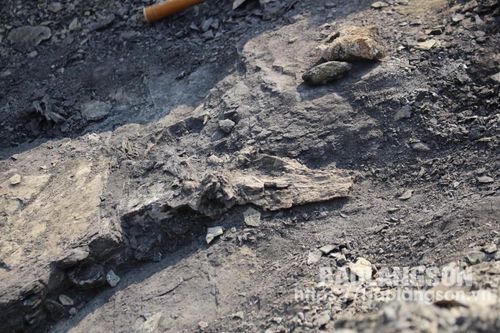 Phát hiện, khai quật mẫu vật cá sấu hóa thạch tại Na Dương (huyện Lộc Bình)