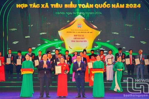 Hợp tác xã chè Hảo Đạt: Khát vọng nâng tầm chè đặc sản Tân Cương