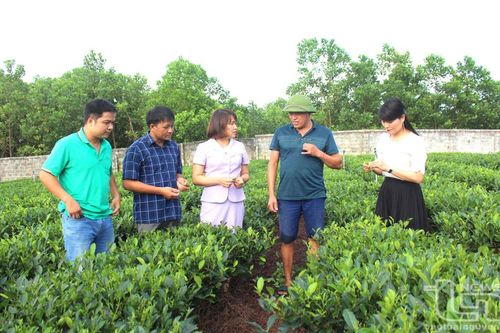 TP. Thái Nguyên đa dạng hóa sản phẩm từ cây chè