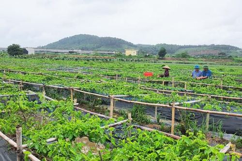Quảng Ninh: Chuyển từ sản xuất nông nghiệp sang làm kinh tế nông nghiệp bền vững