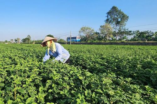 Hướng đi mới trong phát triển nông nghiệp bền vững tại Thái Bình
