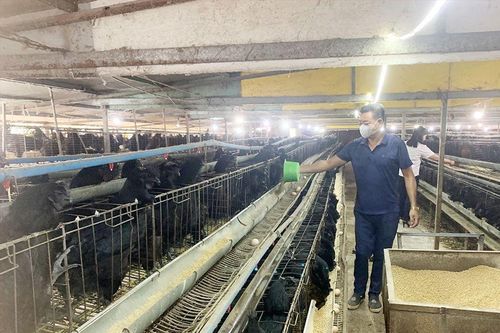 Hưng Yên: Quyết liệt tái cơ cấu để thúc đẩy phát triển chăn nuôi bền vững