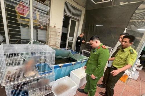 Khởi tố đối tượng mua bán động vật nguy cấp, quý hiếm