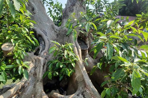 Biến cây dại thành bonsai, khách gạ đổi Toyota Camry chủ nhân vẫn lắc đầu