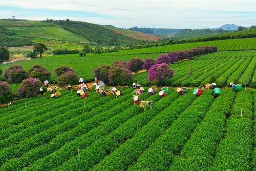 Ngắm hoa mua tím, đồi chè xanh đẹp như tranh vẽ ở Lâm Đồng
