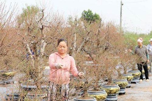 Thị trường hoa, cây cảnh Tết Nguyên đán Ất Tỵ 2025: Đa dạng chủng loại, giá bán tăng