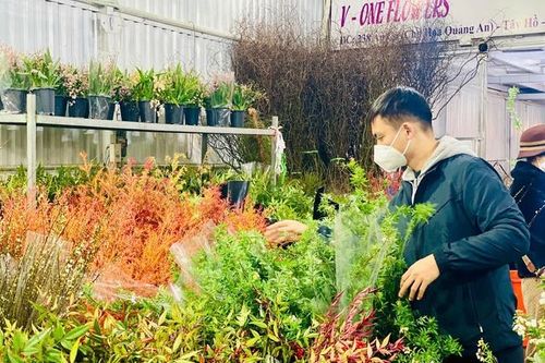 Nhiều loại hoa nhập giá rẻ 'hút' khách săn hàng về chơi Tết 2025