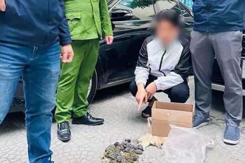 Thu giữ 30 cá thể rùa quý hiếm đang trên đường vận chuyển đi bán