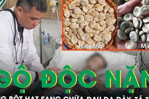 Ngộ độc nặng vì dùng bột hạt sang chữa đau dạ dày, tá tràng