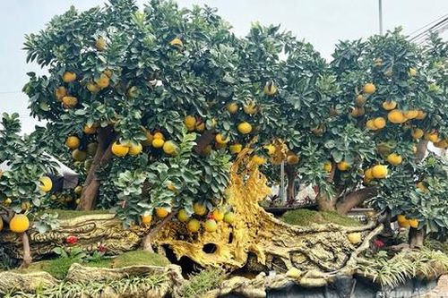 Độc lạ chậu bưởi 'phi thuyền' có giá hàng trăm triệu đồng dịp Tết Nguyên đán 2025