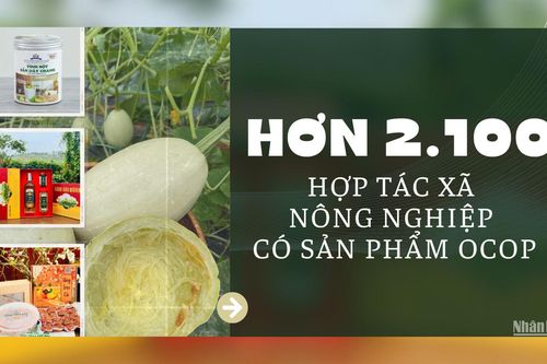 Hơn 2.100 hợp tác xã nông nghiệp có sản phẩm OCOP