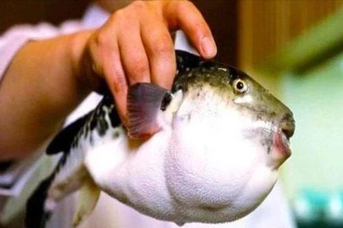 Bình Thuận: 4 người nguy kịch, 1 người tử vong do ăn cá nóc