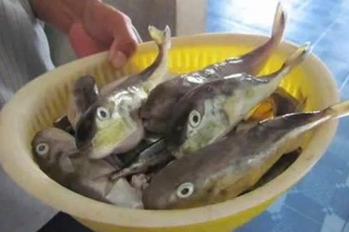 Tử vong do ngộ độc cá nóc