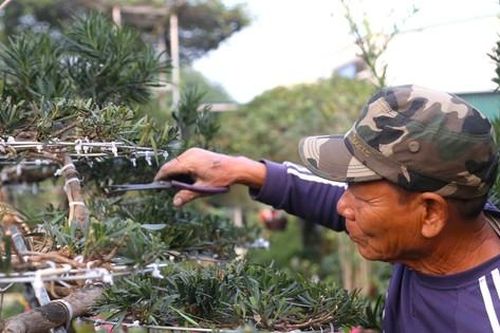 Kiếm tiền triệu mỗi ngày từ nghề 'làm đẹp' cho cây