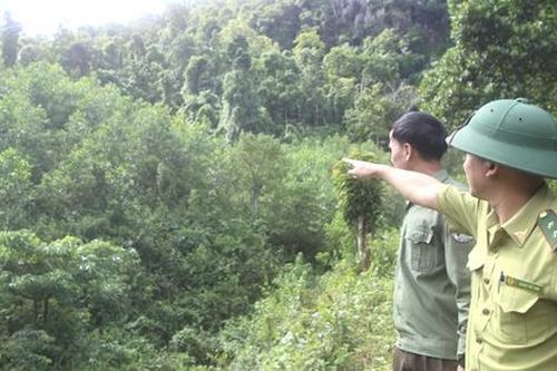 Xử lý hơn 5.000 ha đất rừng bị xâm lấn ở Quảng Trị