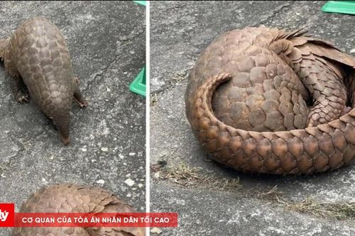 Khởi tố hai đối tượng mua bán Tê Tê Java quý hiếm