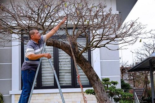 Bán 4 cây mai vàng, người nông dân ở Quảng Ninh đủ tiền xây nhà đẹp