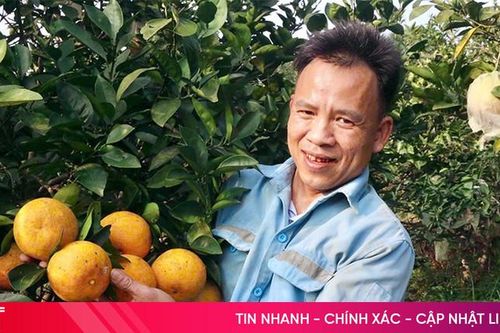 Cam được giá, các nhà vườn ở Vũ Quang vẫn bán dè dặt