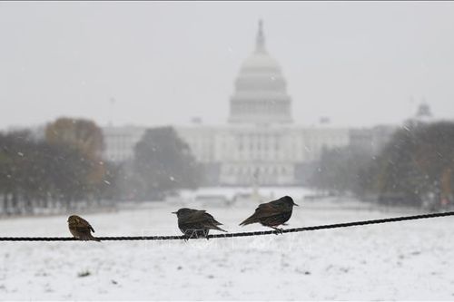Thủ đô Washington ban bố tình trạng khẩn cấp do tuyết rơi