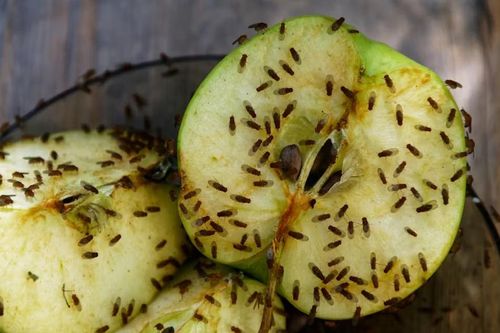 Trung Quốc giúp ruồi giấm sinh sản thành công nhiều thế hệ trên vũ trụ