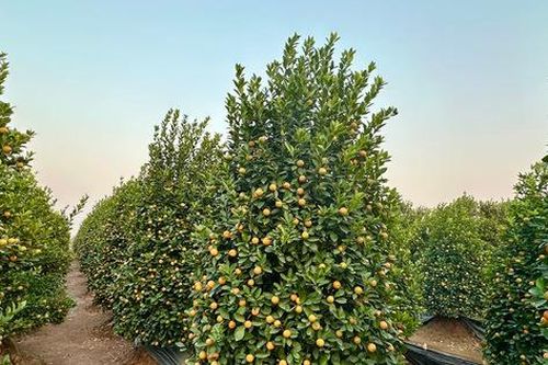 Xu hướng hoa, cây cảnh dịp Tết 2025