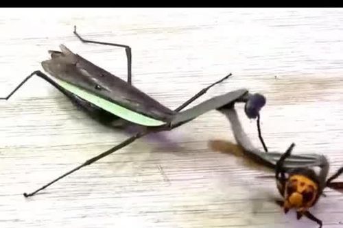 CLIP: Bọ ngựa thất bại 'thê thảm' trước pha phản đòn của ong bắp cày
