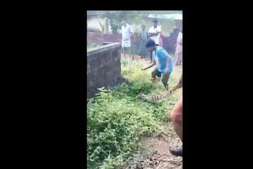 CLIP: Tay không bắt trăn, bé trai và người đàn ông hợp sức bắt trăn khổng lồ