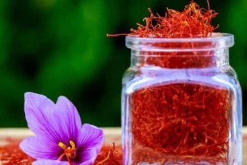 Nó được mệnh danh là 'vàng đỏ', là dược liệu hạnh phúc của giới nhà giàu, giá nửa tỷ đồng/kg vẫn đắt khách, không có mà bán