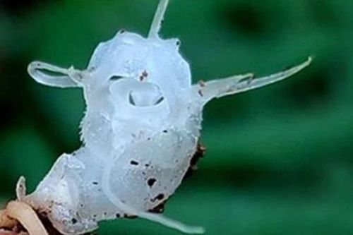 Phát hiện loài thực vật trong suốt độc đáo ở độ cao kỷ lục tại Việt Nam