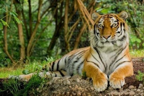 Việt Nam sở hữu loại hổ quý hiếm bậc nhất thế giới: 7 năm trước chỉ còn 5 cá thể, bị nghi đã tuyệt chủng