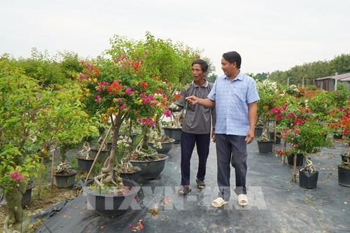 Đồng Tháp cung cấp hàng triệu chậu hoa giấy phục vụ thị trường Tết