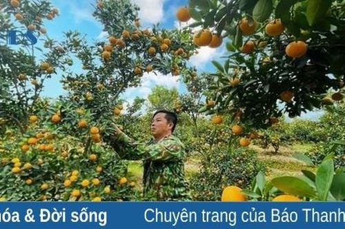 'Thủ phủ' quất cảnh xứ Thanh rực rỡ sắc vàng phục vụ Tết Ất Tỵ