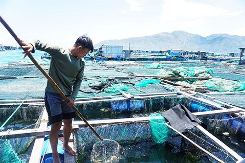 Tổng sản lượng thủy sản nuôi trồng toàn tỉnh đạt 22.570 tấn