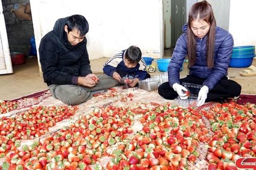 Khởi sắc nông nghiệp Mai Sơn