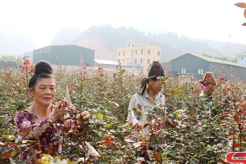 Chuẩn bị hoa phục vụ thị trường Tết Nguyên đán