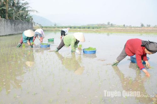 UBND tỉnh Tuyên Quang chỉ đạo nâng cao hiệu quả sản xuất nông, lâm nghiệp vụ Xuân năm 2025