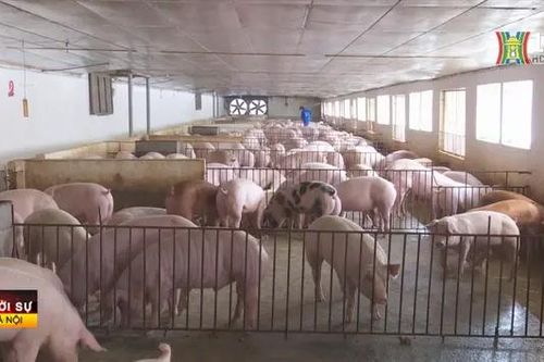 Cao điểm kiểm soát an toàn thực phẩm dịp Tết Nguyên đán