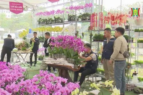 Thị trường cây cảnh vào vụ Tết