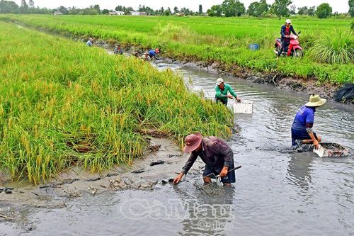 Nhộn nhịp mùa tôm đón Tết