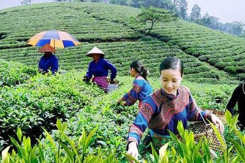 Thu nhập và đời sống của các hộ dân cư được cải thiện