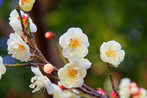 Trồng cây nhất chi mai dịp Tết có ý nghĩa gì?