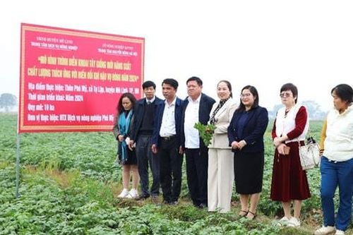 Hiệu quả trong liên kết trồng khoai tây trắng ở Tự Lập
