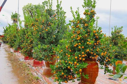 Đào, quất đắt đỏ, chọn hoa gì chơi Tết?