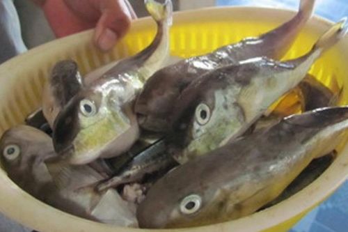 5 người đi cấp cứu sau khi ăn cá nóc