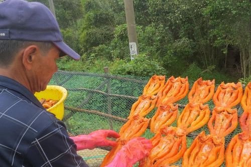 'Thủ phủ' cá khô tất bật vụ Tết