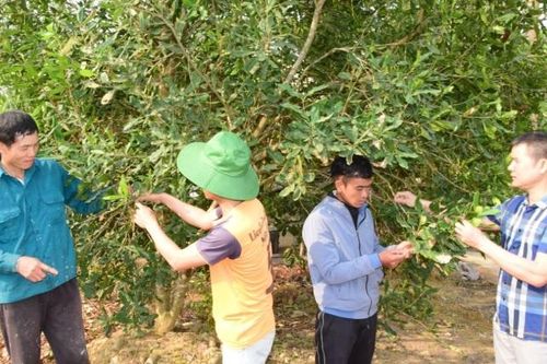 Sơn La: hiệu quả kinh tế cao từ cây mắc ca
